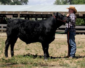 Angus Cow and girl at 4H livestock show