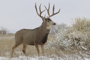 Mule Deer in Montana