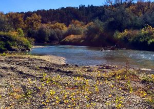Musselshell River in Montana Near Roundup