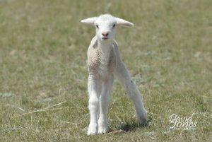 Baby lamb in green field