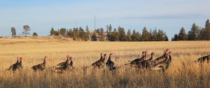Turkeys in Field Musselshell County Roundup Montana