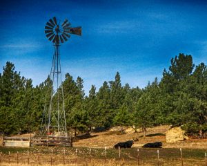 Ranch Windmill and two angus cows at Ranch Musselshell County