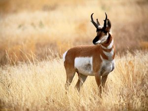 Antelope in Montana