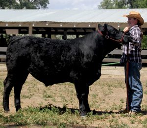 Girl with Angus Cow at 4H Judging Golden valley County and Musselshell County Montana 4H