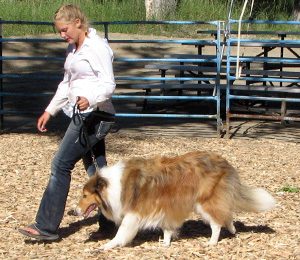 Girl walking dog at 4H Dog Show Montana Musselshell County