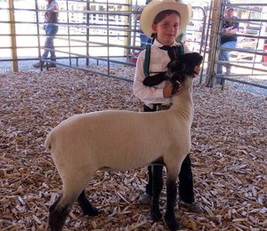 Girl presenting 4H Sheep in Golden Valley County 4H Musselshell County Montana