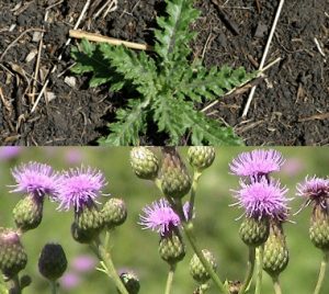 Invasive Weed: Canadian Thistle