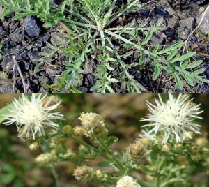 Montana Weed: Diffuse Knapweed