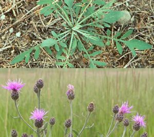 Montana Weed: Spotted Knapweed