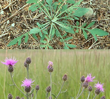 Montana Weed: Spotted Knapweed