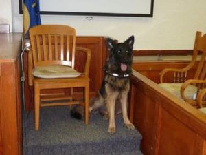German Shepherd Pyper County Attorney Comfort Dog in Court