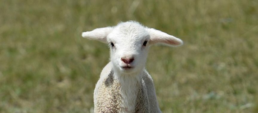 Baby Lamb in a green field - this image is not a link